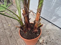 Mexicaanse waaierpalm - 3 per pot - washingtonia robusta - mediterrane boom - hoogte ca. 180 cm - afbeelding 3 van  3