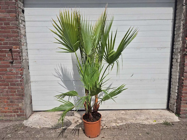 Mexicaanse waaierpalm - 3 per pot - washingtonia robusta - mediterrane boom - hoogte ca. 180 cm - afbeelding 1 van  3