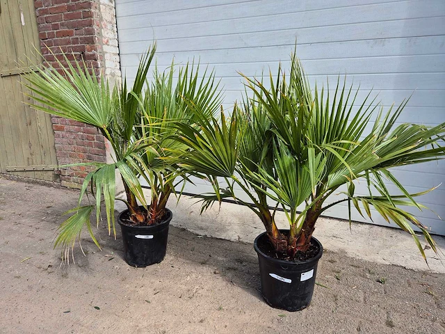 Mexicaanse waaierpalm - 3 stammen per pot - washingtonia robusta - hoogte ca. 100 cm (2x) - afbeelding 1 van  3