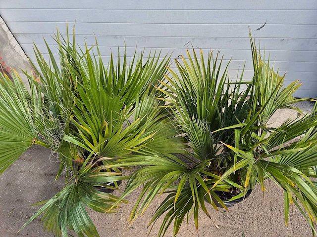Mexicaanse waaierpalm - 3 stammen per pot - washingtonia robusta - hoogte ca. 100 cm (2x) - afbeelding 2 van  3