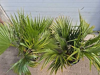 Mexicaanse waaierpalm - 3 stammen per pot - washingtonia robusta - hoogte ca. 100 cm (2x) - afbeelding 2 van  3