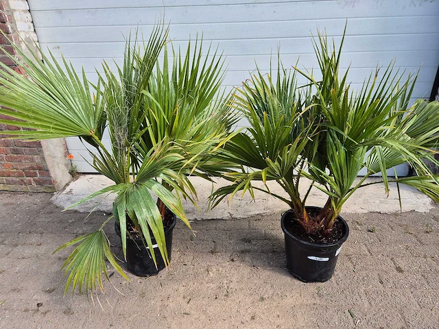 Mexicaanse waaierpalm - 3 stammen per pot - washingtonia robusta - hoogte ca. 100 cm (2x) - afbeelding 3 van  3