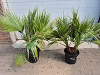 Mexicaanse waaierpalm - 3 stammen per pot - washingtonia robusta - hoogte ca. 100 cm (2x) - afbeelding 3 van  3