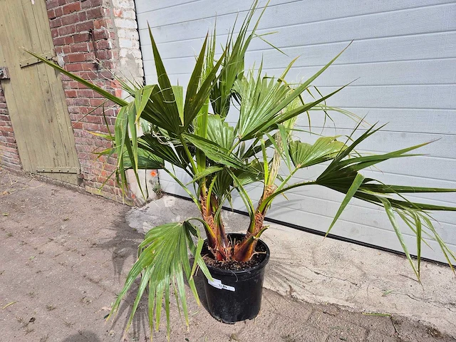 Mexicaanse waaierpalm - 3 stammen per pot - washingtonia robusta - hoogte ca. 100 cm - afbeelding 1 van  2