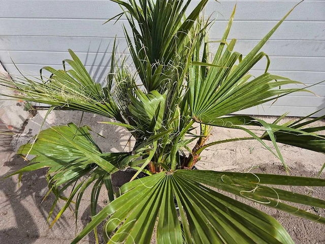Mexicaanse waaierpalm - 3 stammen per pot - washingtonia robusta - hoogte ca. 100 cm - afbeelding 2 van  2