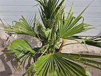 Mexicaanse waaierpalm - 3 stammen per pot - washingtonia robusta - hoogte ca. 100 cm - afbeelding 2 van  2