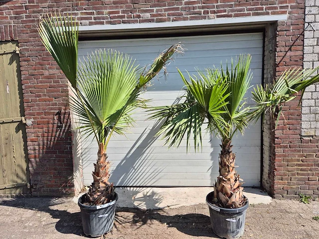 Mexicaanse waaierpalm - mediterrane boom - washingtonia robusta - hoogte ca. 180 cm (2x) - afbeelding 1 van  3