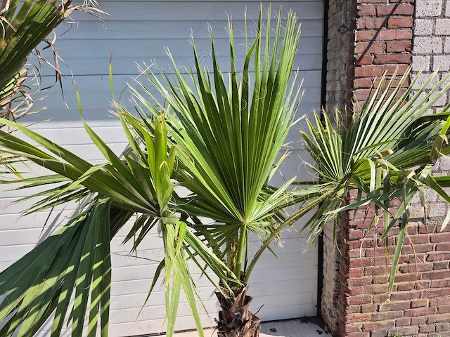 Mexicaanse waaierpalm - mediterrane boom - washingtonia robusta - hoogte ca. 180 cm (2x) - afbeelding 2 van  3