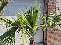 Mexicaanse waaierpalm - mediterrane boom - washingtonia robusta - hoogte ca. 180 cm (2x) - afbeelding 2 van  3