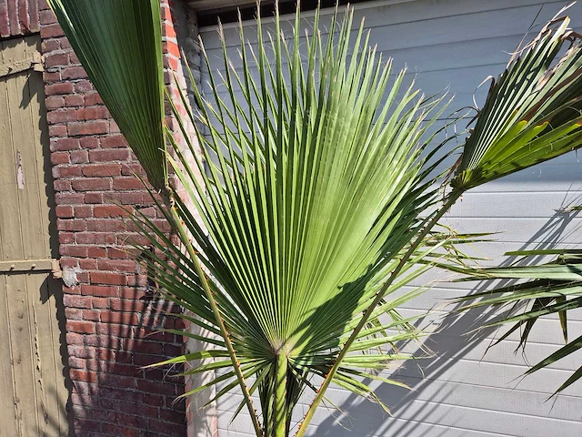 Mexicaanse waaierpalm - mediterrane boom - washingtonia robusta - hoogte ca. 180 cm (2x) - afbeelding 3 van  3