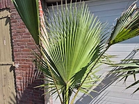 Mexicaanse waaierpalm - mediterrane boom - washingtonia robusta - hoogte ca. 180 cm (2x) - afbeelding 3 van  3