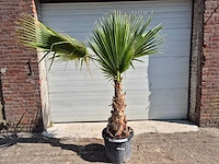 Mexicaanse waaierpalm - mediterrane boom - washingtonia robusta - hoogte ca. 180 cm - afbeelding 1 van  3