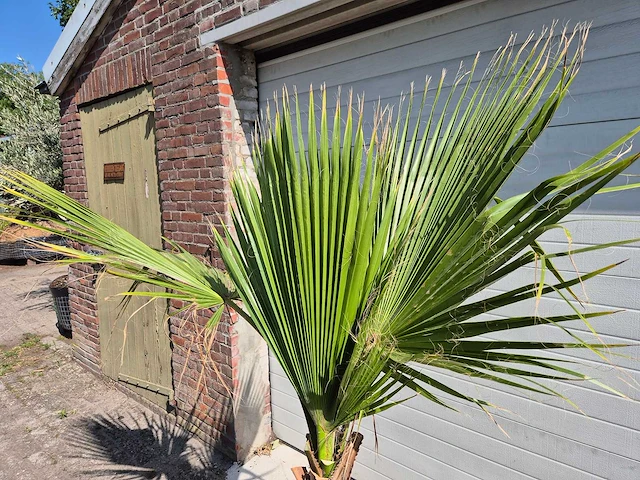 Mexicaanse waaierpalm - mediterrane boom - washingtonia robusta - hoogte ca. 180 cm - afbeelding 2 van  3