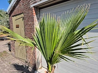 Mexicaanse waaierpalm - mediterrane boom - washingtonia robusta - hoogte ca. 180 cm - afbeelding 2 van  3