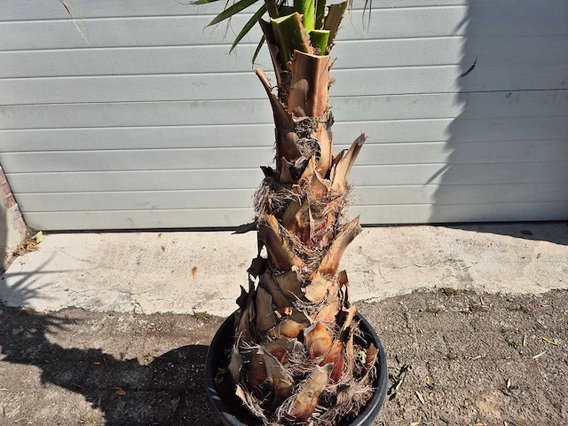 Mexicaanse waaierpalm - mediterrane boom - washingtonia robusta - hoogte ca. 180 cm - afbeelding 3 van  3