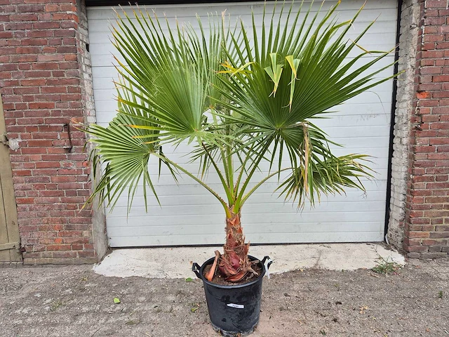 Mexicaanse waaierpalm - mediterrane boom - washingtonia robusta - hoogte ca. 180 cm - afbeelding 1 van  3