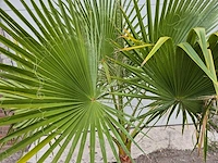 Mexicaanse waaierpalm - mediterrane boom - washingtonia robusta - hoogte ca. 180 cm - afbeelding 2 van  3