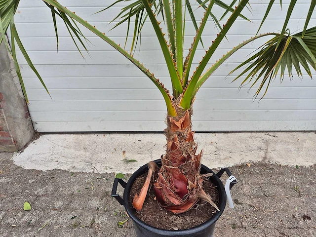 Mexicaanse waaierpalm - mediterrane boom - washingtonia robusta - hoogte ca. 180 cm - afbeelding 3 van  3