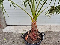 Mexicaanse waaierpalm - mediterrane boom - washingtonia robusta - hoogte ca. 180 cm - afbeelding 3 van  3