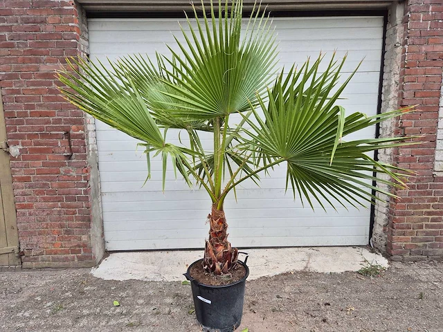 Mexicaanse waaierpalm - mediterrane boom - washingtonia robusta - hoogte ca. 180 cm - afbeelding 1 van  3