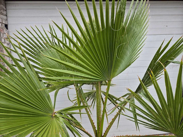 Mexicaanse waaierpalm - mediterrane boom - washingtonia robusta - hoogte ca. 180 cm - afbeelding 2 van  3