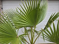 Mexicaanse waaierpalm - mediterrane boom - washingtonia robusta - hoogte ca. 180 cm - afbeelding 2 van  3