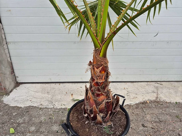Mexicaanse waaierpalm - mediterrane boom - washingtonia robusta - hoogte ca. 180 cm - afbeelding 3 van  3