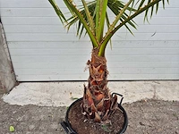 Mexicaanse waaierpalm - mediterrane boom - washingtonia robusta - hoogte ca. 180 cm - afbeelding 3 van  3