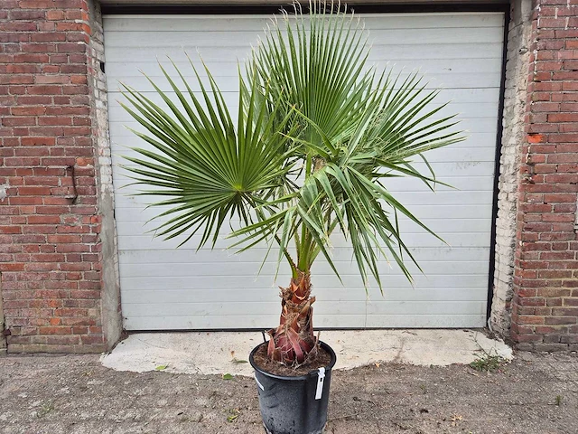 Mexicaanse waaierpalm - mediterrane boom - washingtonia robusta - hoogte ca. 180 cm - afbeelding 1 van  3