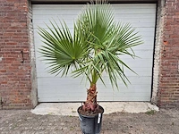 Mexicaanse waaierpalm - mediterrane boom - washingtonia robusta - hoogte ca. 180 cm - afbeelding 1 van  3