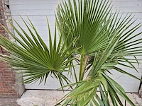 Mexicaanse waaierpalm - mediterrane boom - washingtonia robusta - hoogte ca. 180 cm - afbeelding 2 van  3