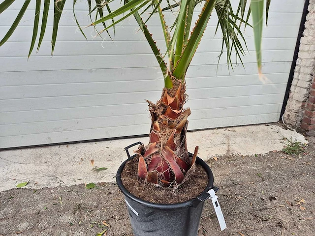 Mexicaanse waaierpalm - mediterrane boom - washingtonia robusta - hoogte ca. 180 cm - afbeelding 3 van  3