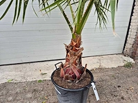 Mexicaanse waaierpalm - mediterrane boom - washingtonia robusta - hoogte ca. 180 cm - afbeelding 3 van  3