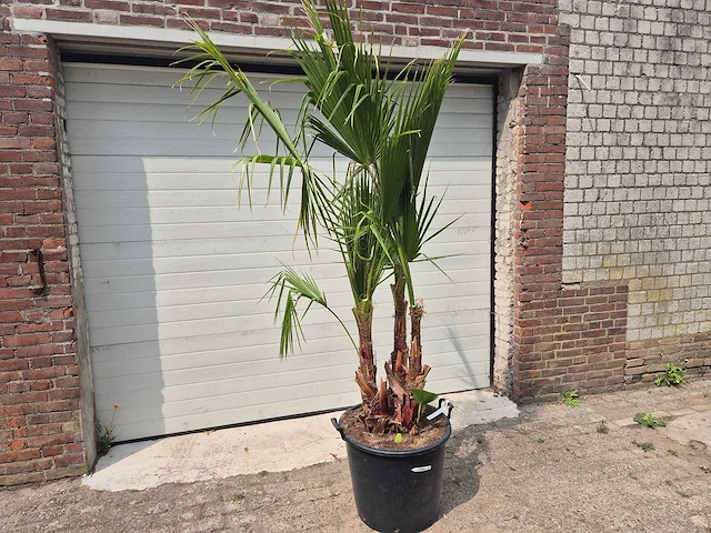 Mexicaanse waaierpalm - mediterrane boom - washingtonia robusta grupo - hoogte ca. 200 cm - afbeelding 1 van  3