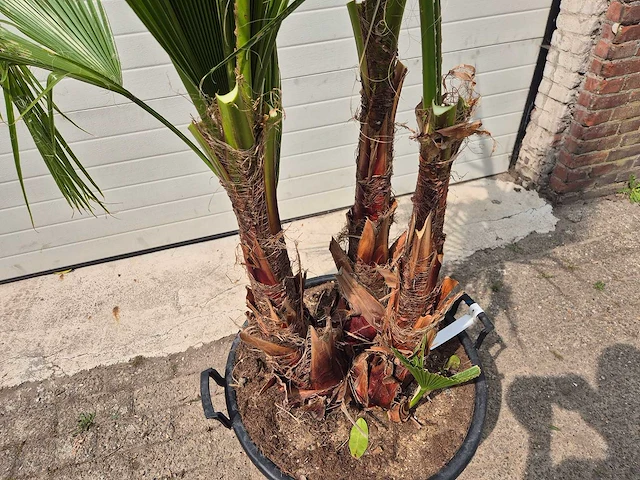 Mexicaanse waaierpalm - mediterrane boom - washingtonia robusta grupo - hoogte ca. 200 cm - afbeelding 2 van  3