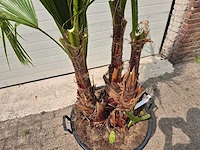 Mexicaanse waaierpalm - mediterrane boom - washingtonia robusta grupo - hoogte ca. 200 cm - afbeelding 2 van  3