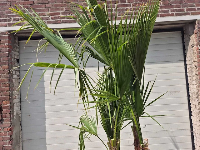 Mexicaanse waaierpalm - mediterrane boom - washingtonia robusta grupo - hoogte ca. 200 cm - afbeelding 3 van  3
