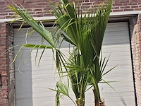 Mexicaanse waaierpalm - mediterrane boom - washingtonia robusta grupo - hoogte ca. 200 cm - afbeelding 3 van  3