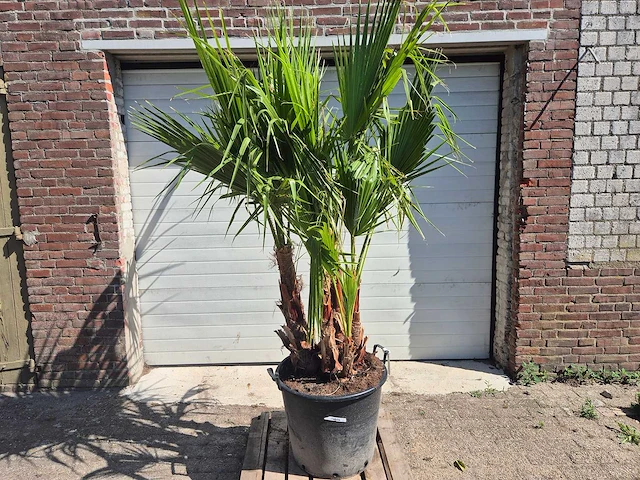 Mexicaanse waaierpalm - mediterrane boom - washingtonia robusta grupo - hoogte ca. 220 cm - afbeelding 1 van  5