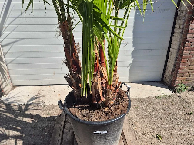 Mexicaanse waaierpalm - mediterrane boom - washingtonia robusta grupo - hoogte ca. 220 cm - afbeelding 2 van  5