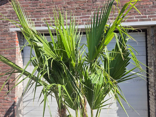 Mexicaanse waaierpalm - mediterrane boom - washingtonia robusta grupo - hoogte ca. 220 cm - afbeelding 3 van  5
