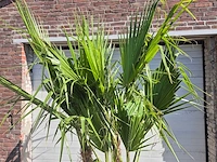 Mexicaanse waaierpalm - mediterrane boom - washingtonia robusta grupo - hoogte ca. 220 cm - afbeelding 3 van  5