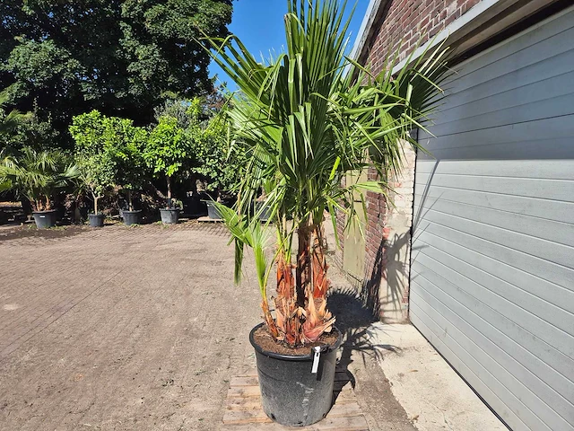 Mexicaanse waaierpalm - mediterrane boom - washingtonia robusta grupo - hoogte ca. 220 cm - afbeelding 4 van  5