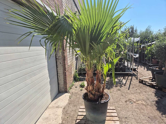 Mexicaanse waaierpalm - mediterrane boom - washingtonia robusta grupo - hoogte ca. 220 cm - afbeelding 5 van  5