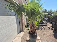 Mexicaanse waaierpalm - mediterrane boom - washingtonia robusta grupo - hoogte ca. 220 cm - afbeelding 5 van  5
