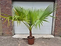 Mexicaanse waaierpalm - mediterranean tree - afbeelding 1 van  2