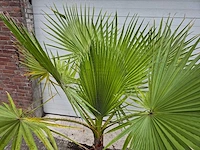 Mexicaanse waaierpalm - mediterranean tree - afbeelding 2 van  2