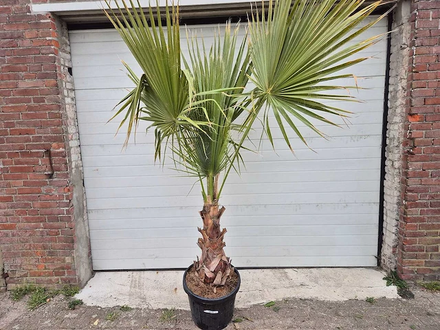 Mexicaanse waaierpalm - washingtonia robusta - hoogte ca. 200 cm - afbeelding 1 van  3