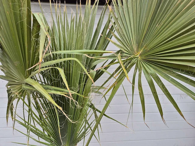Mexicaanse waaierpalm - washingtonia robusta - hoogte ca. 200 cm - afbeelding 2 van  3