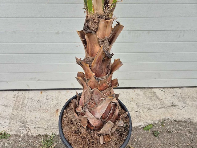 Mexicaanse waaierpalm - washingtonia robusta - hoogte ca. 200 cm - afbeelding 3 van  3